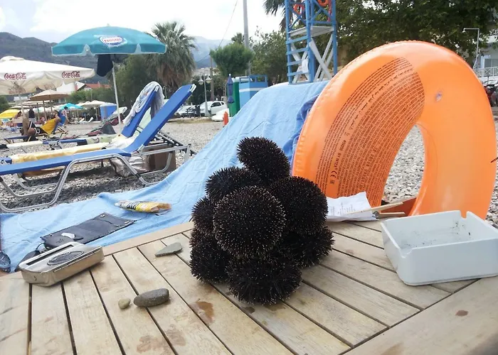 Apartment And Business *